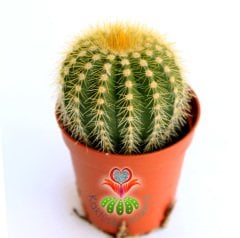 Kaktüs, Notocactus Magnificus (Parodia Magnifica ) Dilimli Form-5,5 cm saksıda-Teraryum, Sukulent