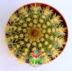 Kaktüs, Notocactus Magnificus (Parodia Magnifica ) Dilimli Form-5,5 cm saksıda-Teraryum, Sukulent