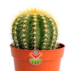 Kaktüs, Notocactus Magnificus (Parodia Magnifica ) Dilimli Form-5,5 cm saksıda-Teraryum, Sukulent