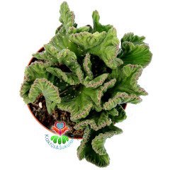 Stapelia Leendertziae f. Cristata-Beyin Formlu Dikensiz Leş Kaktüsü-12 cm Saksıda