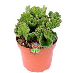 Stapelia Leendertziae f. Cristata-Beyin Formlu Dikensiz Leş Kaktüsü-12 cm Saksıda