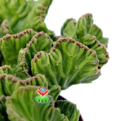 Stapelia Leendertziae f. Cristata-Beyin Formlu Dikensiz Leş Kaktüsü-12 cm Saksıda
