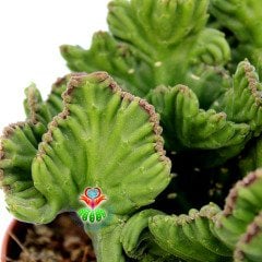 Stapelia Leendertziae f. Cristata-Beyin Formlu Dikensiz Leş Kaktüsü-12 cm Saksıda