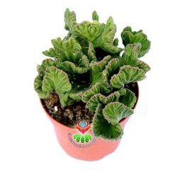 Stapelia Leendertziae f. Cristata-Beyin Formlu Dikensiz Leş Kaktüsü-12 cm Saksıda