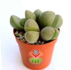 Mesemb, Pleiospilos Nelii-Taş Kaktüs Lithops-1.Sınıf İthal-5,5 cm saksıda -Sukulent