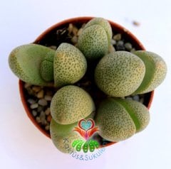 Mesemb, Pleiospilos Nelii-Taş Kaktüs Lithops-1.Sınıf İthal-5,5 cm saksıda -Sukulent