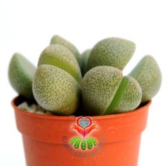 Mesemb, Pleiospilos Nelii-Taş Kaktüs Lithops-1.Sınıf İthal-5,5 cm saksıda -Sukulent