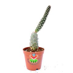 Tephrocactus Articulatus -5,5 cm Saksıda-Beyaz Renk Çiçek Açar