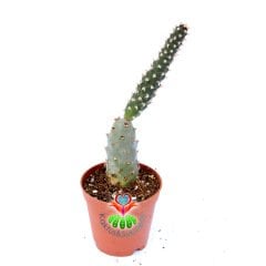 Tephrocactus Articulatus -5,5 cm Saksıda-Beyaz Renk Çiçek Açar