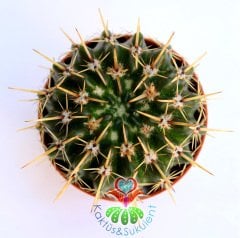 Kaktüs, Notocactus Submammulosus-Tomurcuklu Sarı Çiçek Açar-Canlı,Parlak Renkli - 8,5 cm saksıda