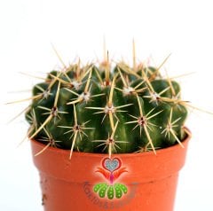 Kaktüs, Notocactus Submammulosus-Tomurcuklu Sarı Çiçek Açar-Canlı,Parlak Renkli - 8,5 cm saksıda