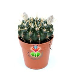 Kaktüs, Notocactus Submammulosus-Tomurcuklu Sarı Çiçek Açar-Canlı,Parlak Renkli - 8,5 cm saksıda