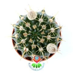 Kaktüs, Notocactus Submammulosus-Tomurcuklu Sarı Çiçek Açar-Canlı,Parlak Renkli - 8,5 cm saksıda