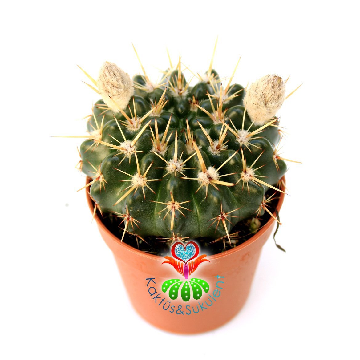 Kaktüs, Notocactus Submammulosus-Tomurcuklu Sarı Çiçek Açar-Canlı,Parlak Renkli - 8,5 cm saksıda