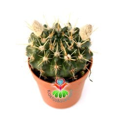 Kaktüs, Notocactus Submammulosus-Tomurcuklu Sarı Çiçek Açar-Canlı,Parlak Renkli - 8,5 cm saksıda