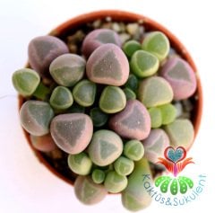 Mesemb,Fenestraria Rhopalophylla-Parmak Taş Kaktüs Lithops,5,5 cm saksıda -Mesemb Mini Parmak Kaktüs