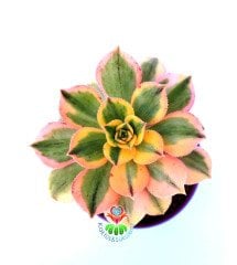 Aeonium 'Sunburst' -8,5 cm Saksıda Doğal Çift Renkli Nadir Sukulent