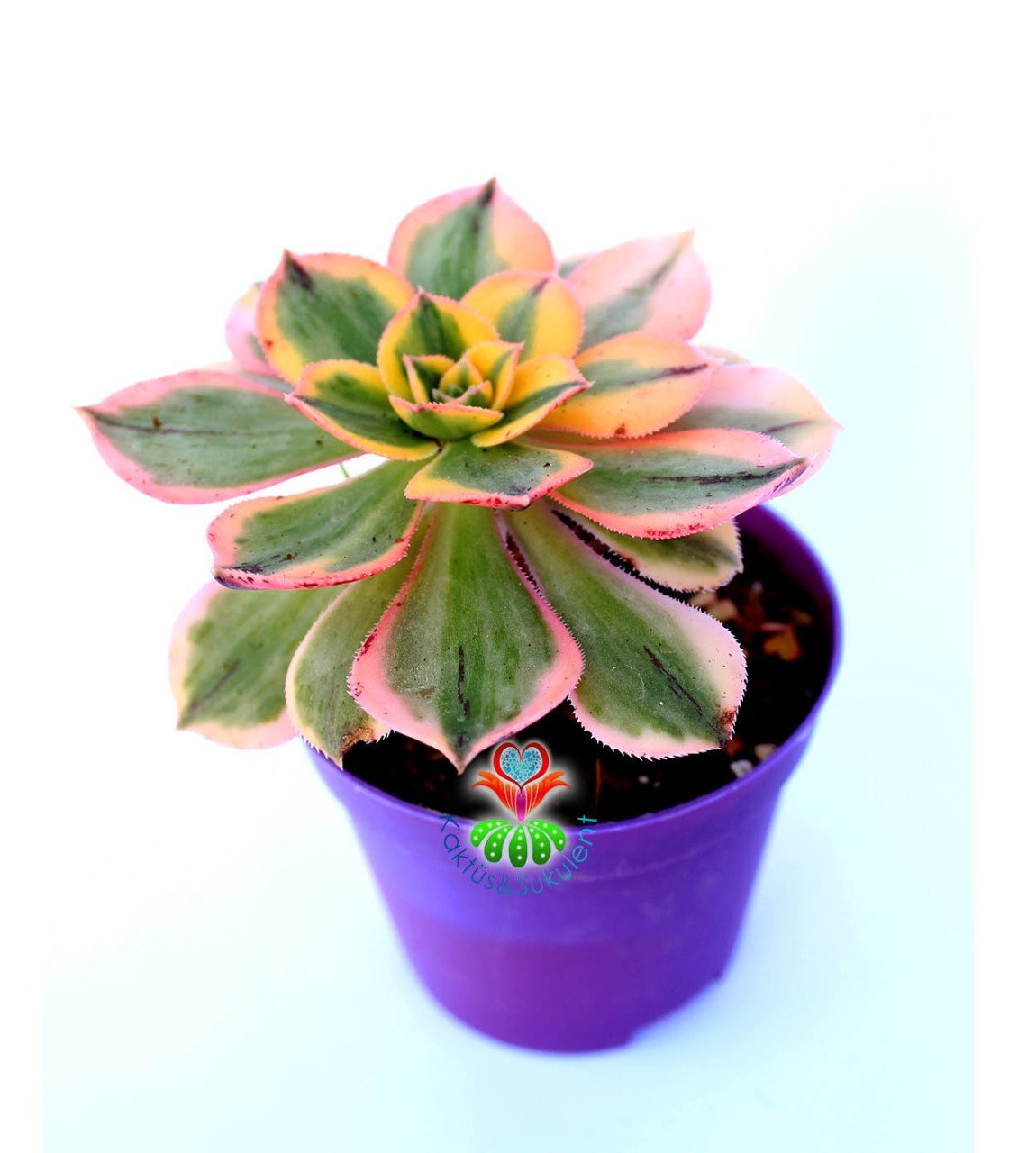 Aeonium 'Sunburst' -8,5 cm Saksıda Doğal Çift Renkli Nadir Sukulent