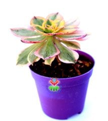 Aeonium 'Sunburst' -8,5 cm Saksıda Doğal Çift Renkli Nadir Sukulent