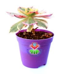 Aeonium 'Sunburst' -8,5 cm Saksıda Doğal Çift Renkli Nadir Sukulent