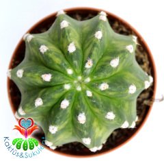 Kaktüs,Echinopsis Subdenudata Variegata-Çok Nadir Tür Karma Renk -Dev Kokulu Çiçek Açar 8 cm Saksıda