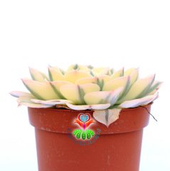 Echeveria Subsessilis Variegated-Çok Nadir Doğal Çift Renkli 10,5cm Saksıda