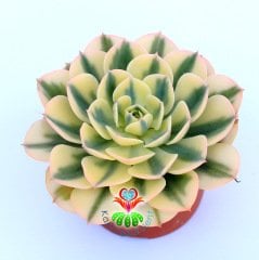 Echeveria Subsessilis Variegated-Çok Nadir Doğal Çift Renkli 10,5cm Saksıda