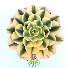 Echeveria Subsessilis Variegated-Çok Nadir Doğal Çift Renkli 10,5cm Saksıda