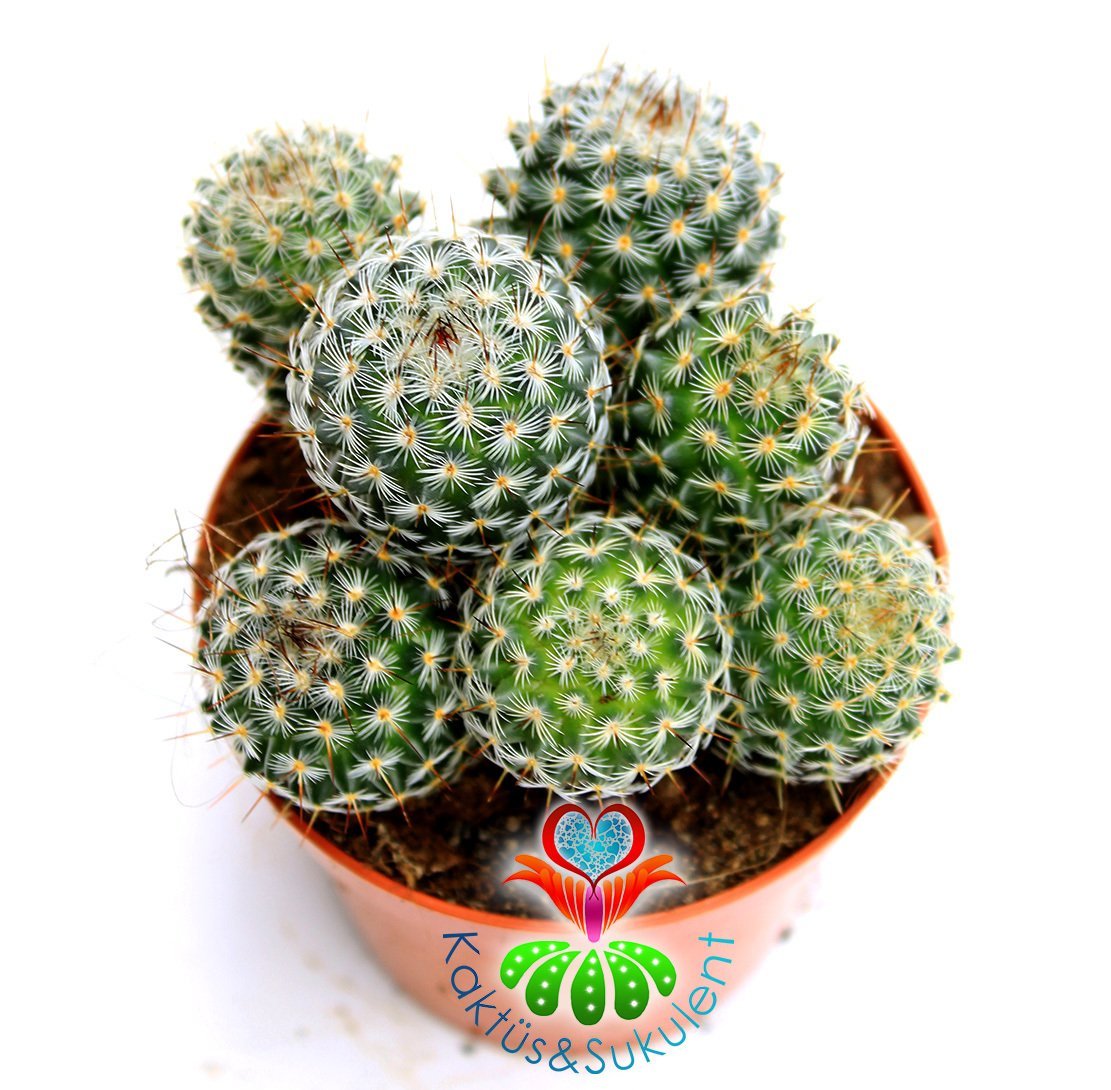 Saman Dikenli Kaktüs,Mammillaria Celsiana-Pembe Renk Çiçek -1 Saksıda Çok Kök-12 cm Saksıda,Teraryum
