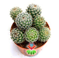 Saman Dikenli Kaktüs,Mammillaria Celsiana-Pembe Renk Çiçek -1 Saksıda Çok Kök-12 cm Saksıda,Teraryum