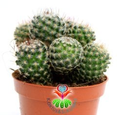 Saman Dikenli Kaktüs,Mammillaria Celsiana-Pembe Renk Çiçek -1 Saksıda Çok Kök-12 cm Saksıda,Teraryum