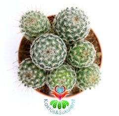 Saman Dikenli Kaktüs,Mammillaria Celsiana-Pembe Renk Çiçek -1 Saksıda Çok Kök-12 cm Saksıda,Teraryum