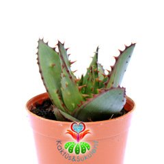Snake Aloe-Aloe Broomii-Dikenli Simetrik Formlu 5,5cm Saksıda