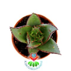 Snake Aloe-Aloe Broomii-Dikenli Simetrik Formlu 5,5cm Saksıda
