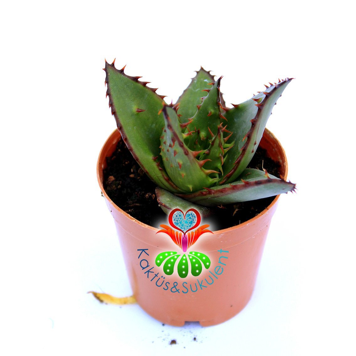 Snake Aloe-Aloe Broomii-Dikenli Simetrik Formlu 5,5cm Saksıda