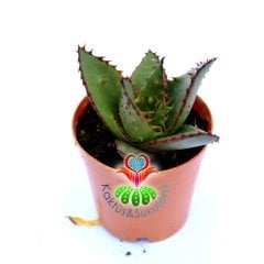 Snake Aloe-Aloe Broomii-Dikenli Simetrik Formlu 5,5cm Saksıda