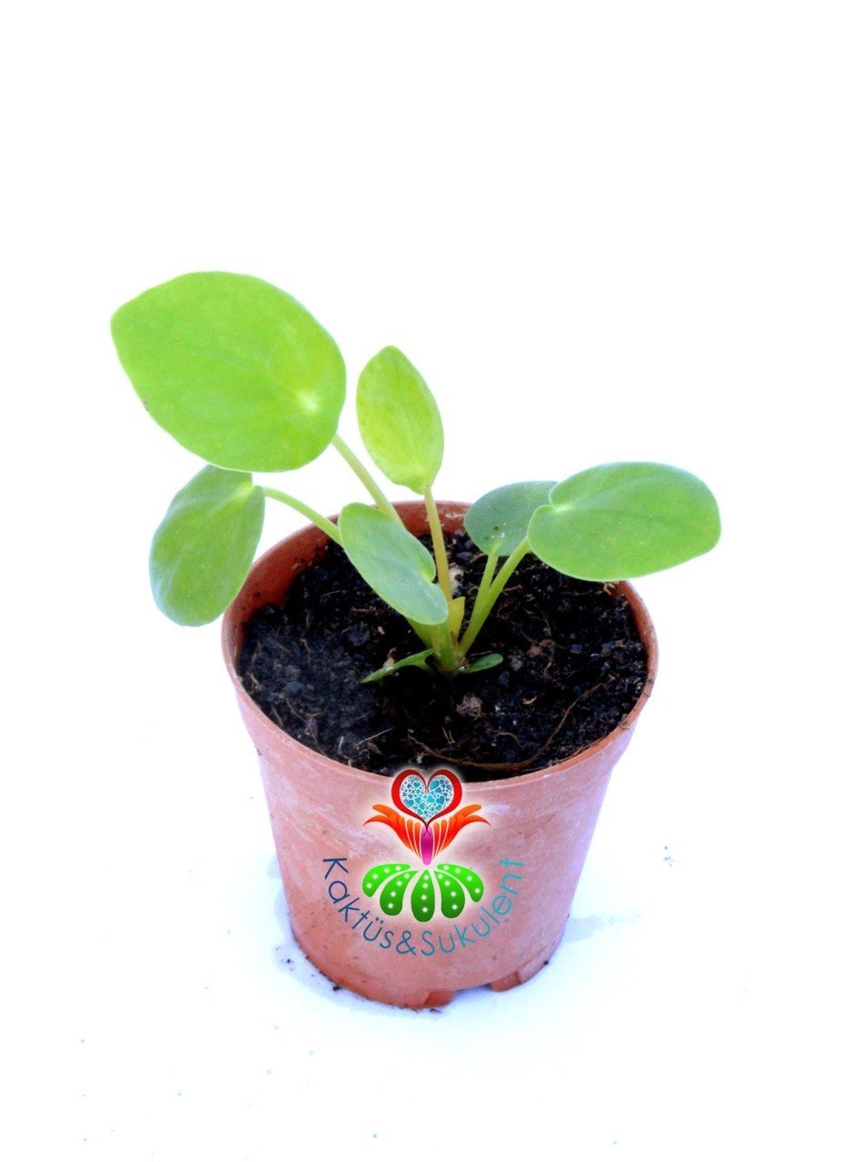 Pilea Peperomioides- Çin Para Ağacı-5,5 cm Saksıda