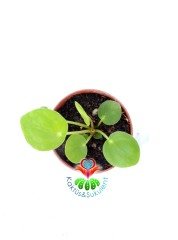 Pilea Peperomioides- Çin Para Ağacı-5,5 cm Saksıda