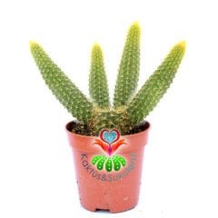 Altın Sıçan Kuyruğu Kaktüs-Hildewintera Aureispina 5,5 cm Saksıda-Sarkıcı Tür
