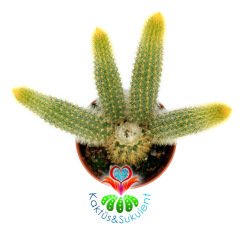 Altın Sıçan Kuyruğu Kaktüs-Hildewintera Aureispina 5,5 cm Saksıda-Sarkıcı Tür