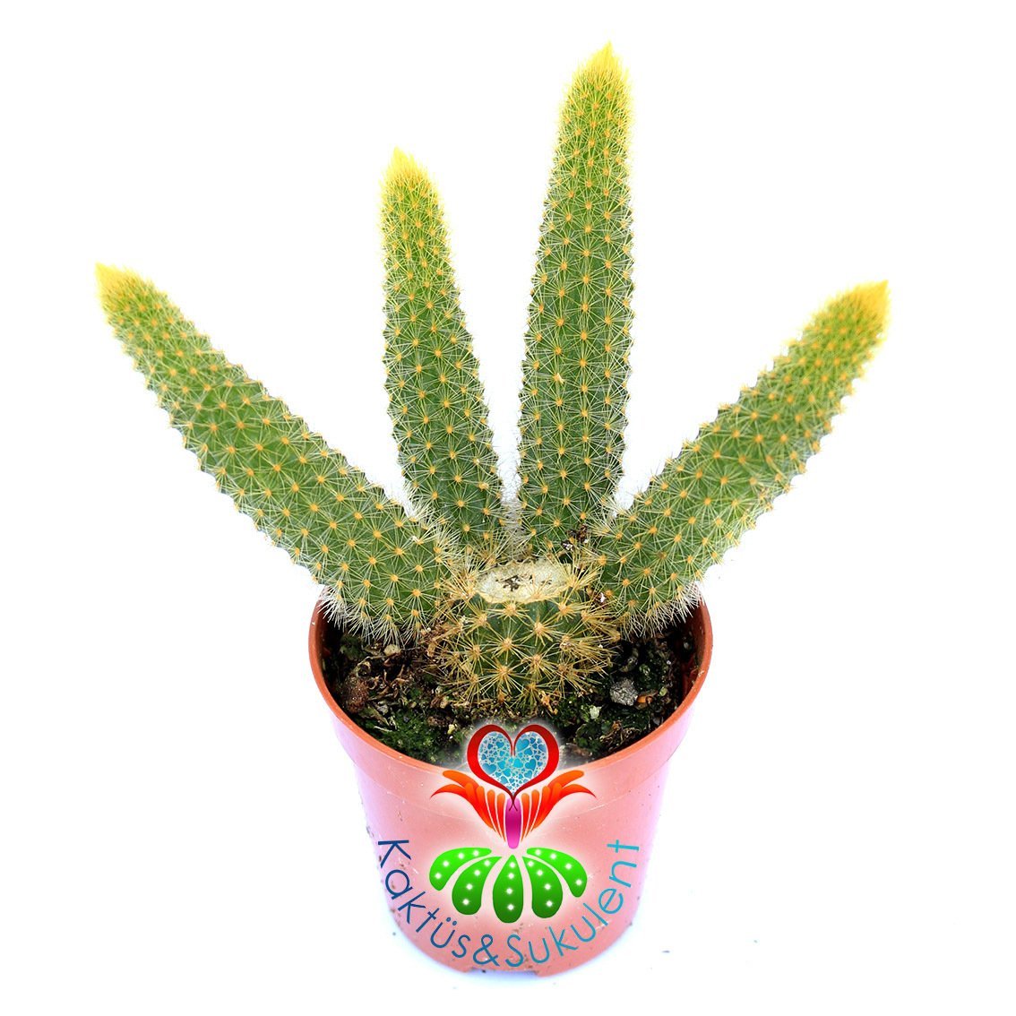 Altın Sıçan Kuyruğu Kaktüs-Hildewintera Aureispina 5,5 cm Saksıda-Sarkıcı Tür