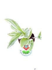 Tradescantia Albiflora Albovittata 5,5 cm Saksılı Nadir Tür Beyaz Telgraf Çiçeği