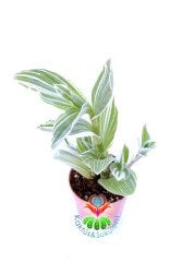 Tradescantia Albiflora Albovittata 5,5 cm Saksılı Nadir Tür Beyaz Telgraf Çiçeği