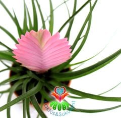 Hava Çiçeği-Tillandsia Cyanea-Air Plant-Pembe Bölümünden Mor Renk Çiçek Açar-8,5 cm Saksıda,Teraryum