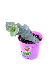 Callisia Gentle var. Elegans 5,5 cm Saksılı Nadir Tür Telgraf Çiçeği