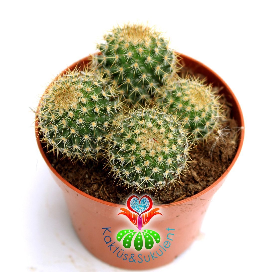 Saman Dikenli Kaktüs,Mammillaria Celsiana-Pembe Renk Çiçek -1 Saksıda Çok Kök-12 cm Saksıda,Teraryum