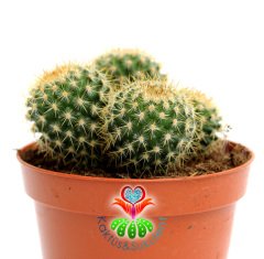 Saman Dikenli Kaktüs,Mammillaria Celsiana-Pembe Renk Çiçek -1 Saksıda Çok Kök-12 cm Saksıda,Teraryum