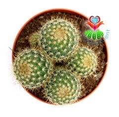 Saman Dikenli Kaktüs,Mammillaria Celsiana-Pembe Renk Çiçek -1 Saksıda Çok Kök-12 cm Saksıda,Teraryum