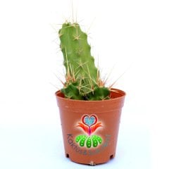 Echinocereus Dubius-Mor Renk Çiçek Açan Kaktüs-5,5cm Saksıda