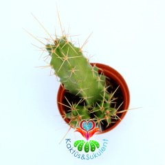 Echinocereus Dubius-Mor Renk Çiçek Açan Kaktüs-5,5cm Saksıda